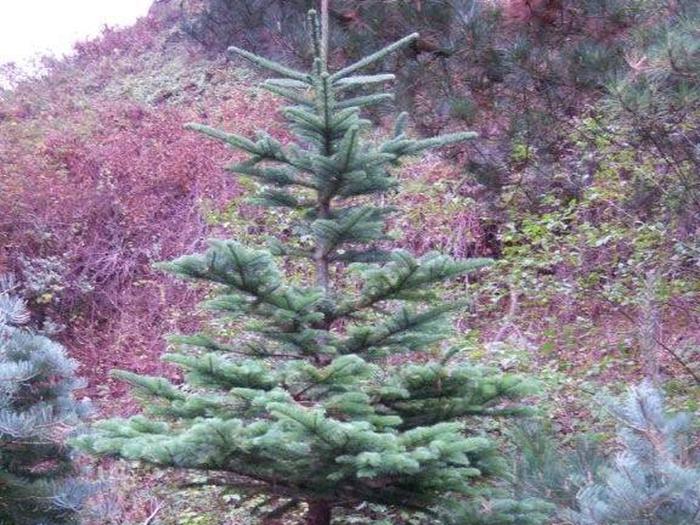 Preview photo of Mt. Hood National Forest Christmas Tree Permit