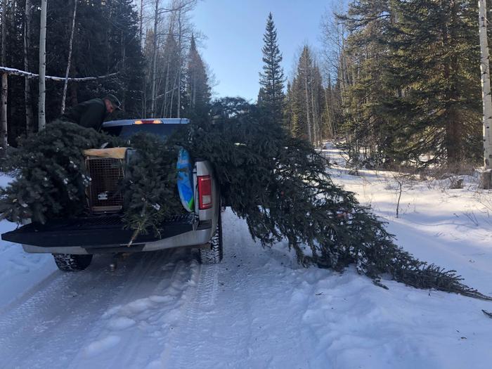 Time to Load the Christmas TreeTime to Load the Trees for Home!