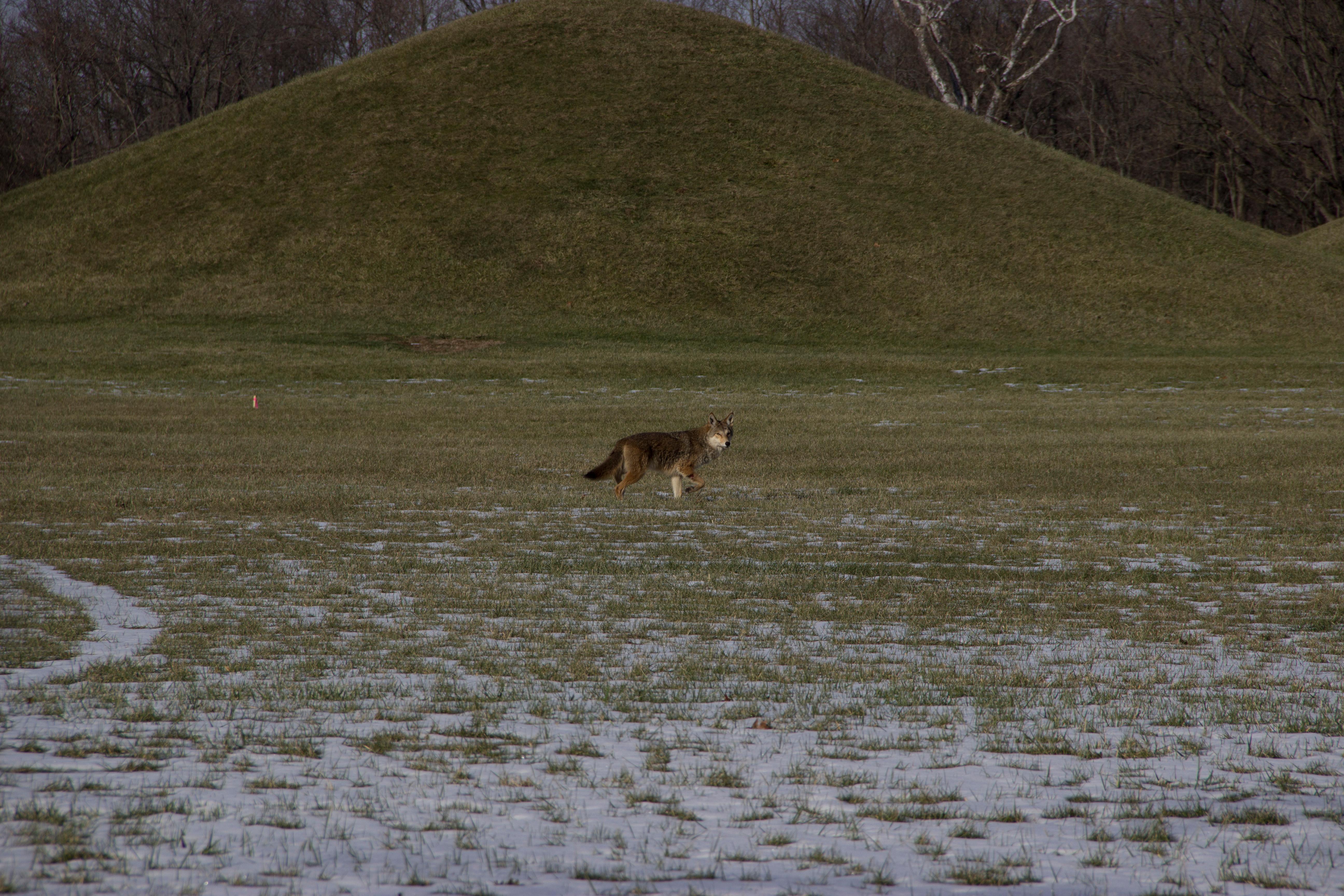 A coyote in the park