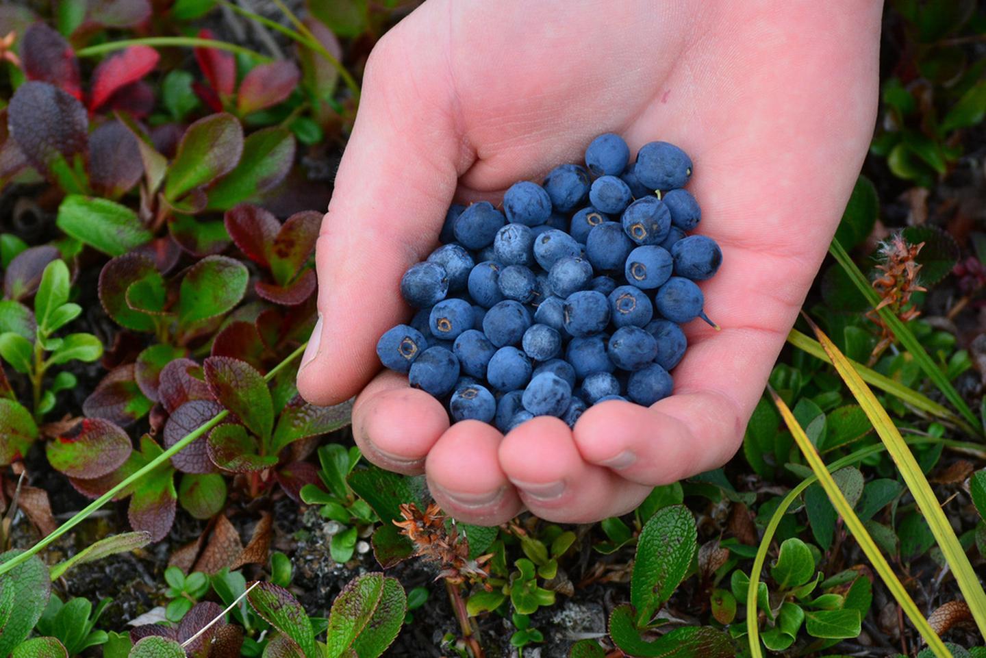 BlueberriesPausing to pick blueberries can result in a handful of delicious snacks.