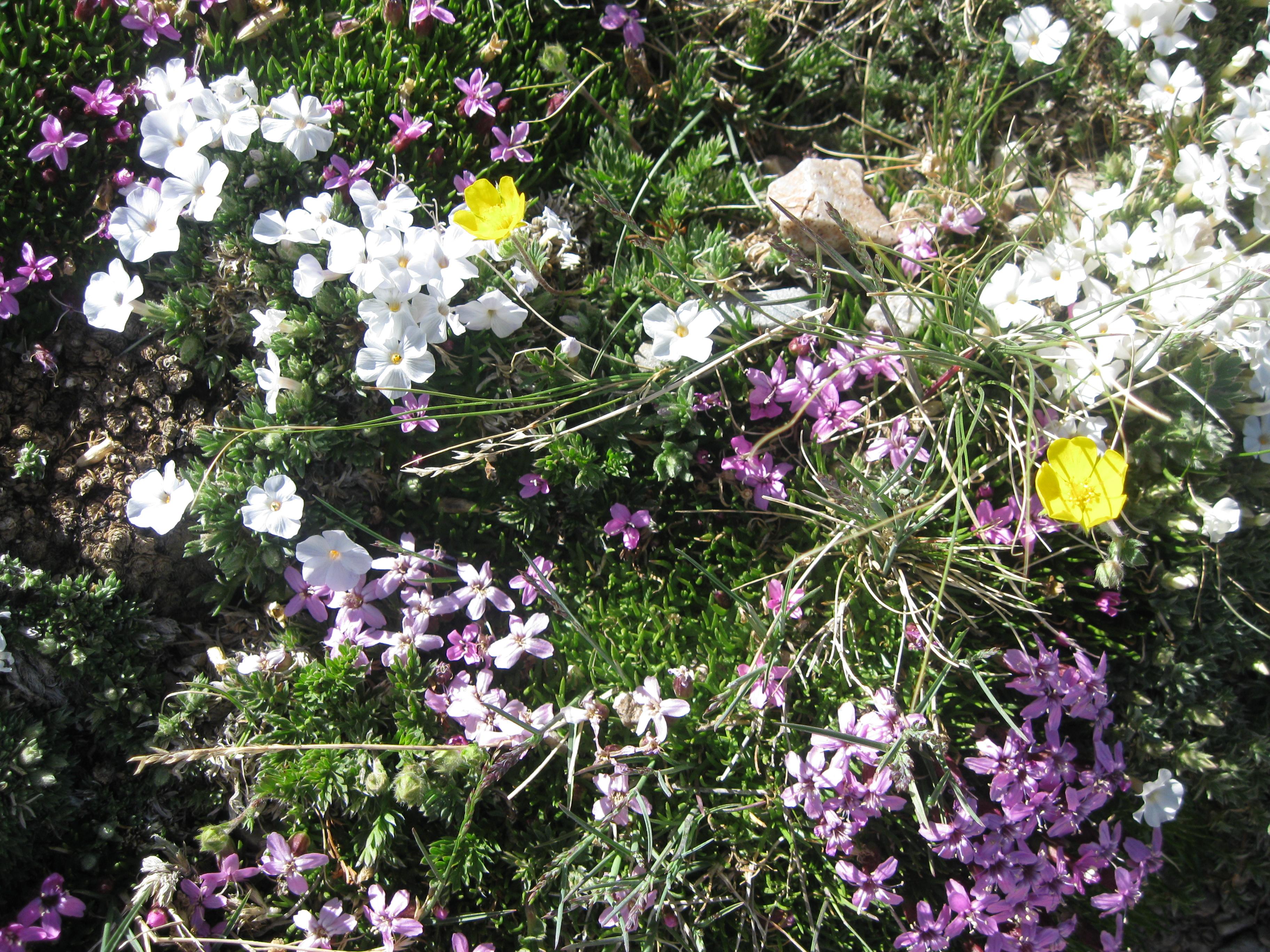 Alpine Flowers