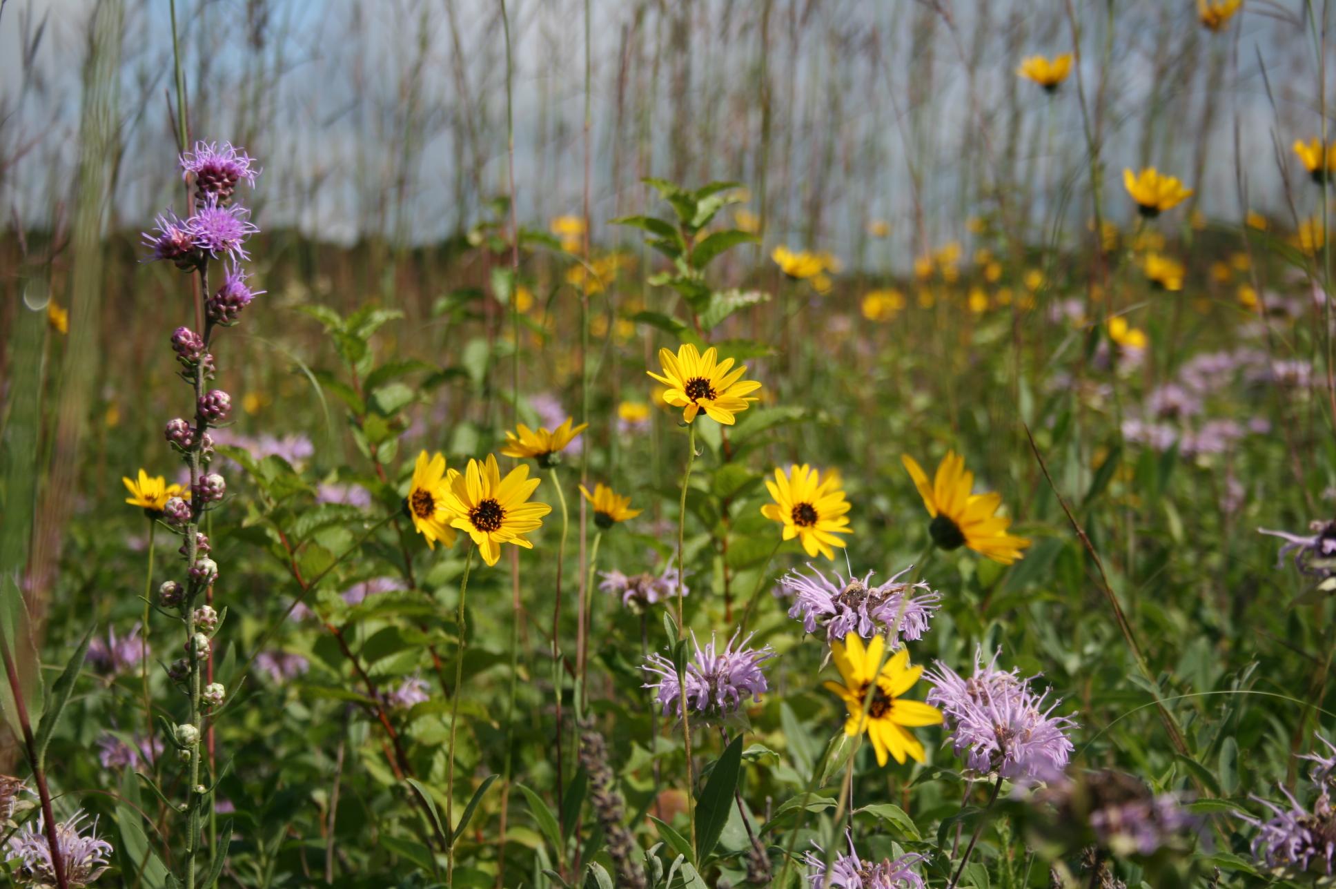 Tallgrass Prairie