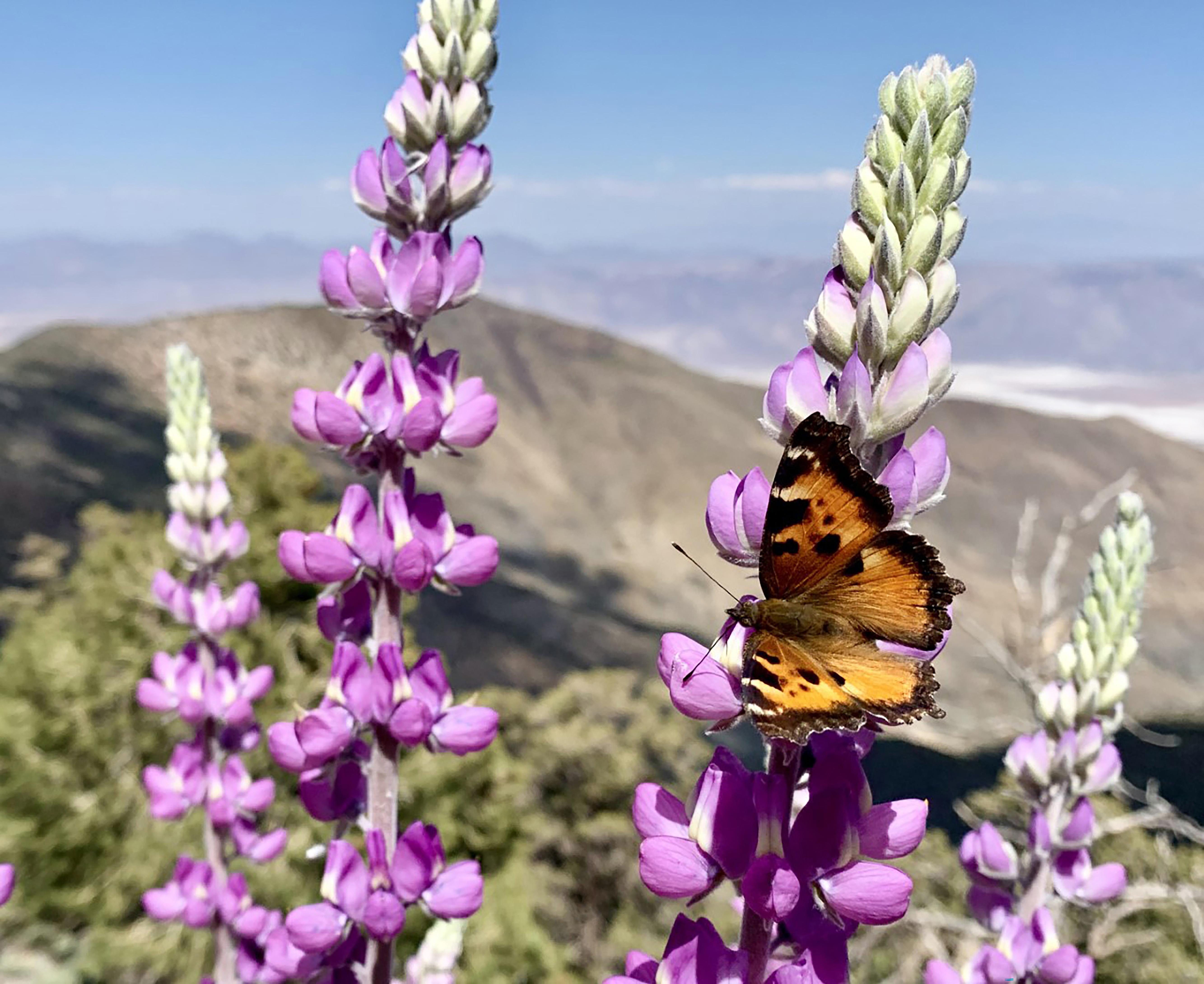 Lupine and Tortoiseshell Butterfly