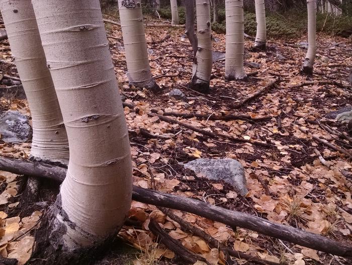 White aspen trunks and fallen leavesLate autumn in the Snake Range