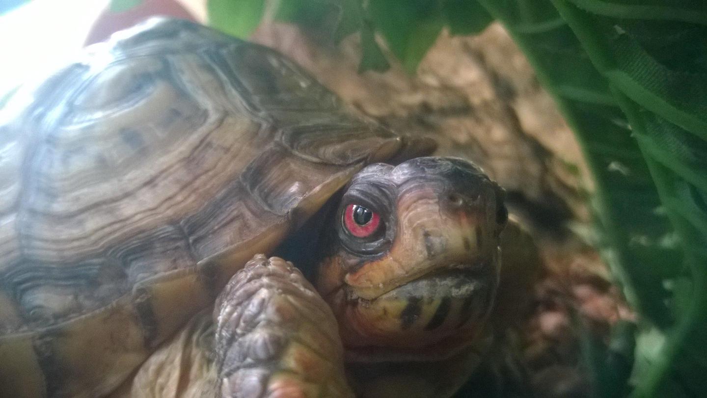 Eastern Box TurtleCome visit Pokey the Eastern Box Turtle at the Nature Center!