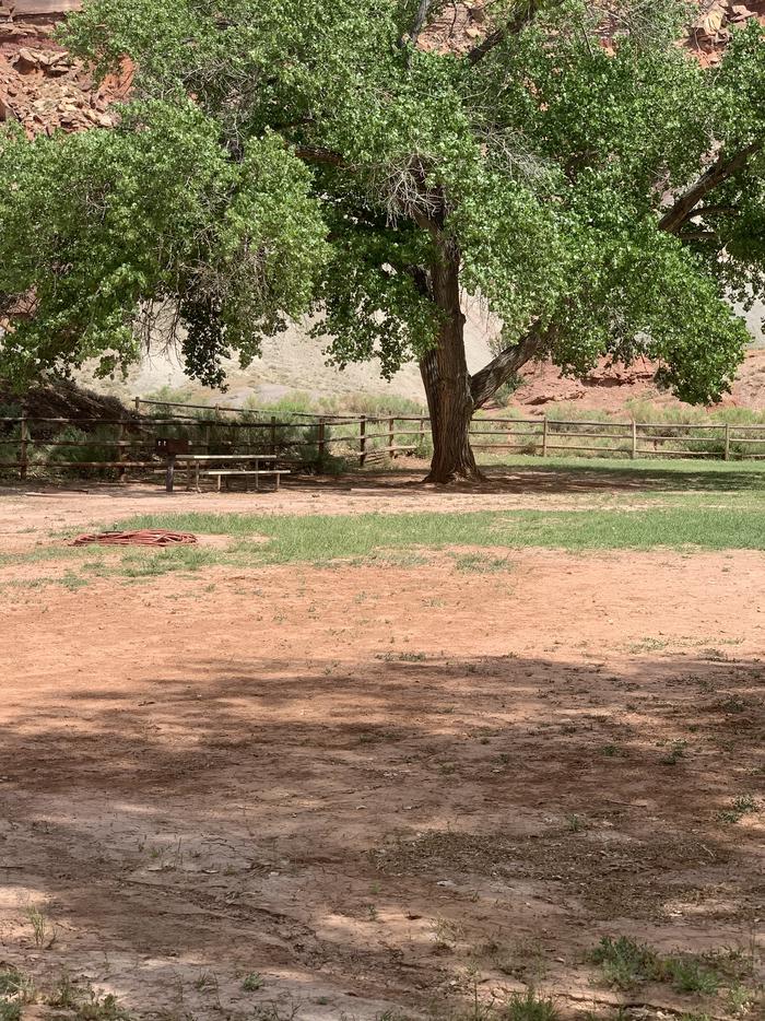 A picnic table, fire pit, and grill are on a patch of dirt. A large tree is immediately to the right of them. Directly behind a fence goes across the image. A red rock cliff is the entire background. A patch of dirt with some grass is the foreground.Site 47, Loop B in summer.
Walk-In Tent Site.