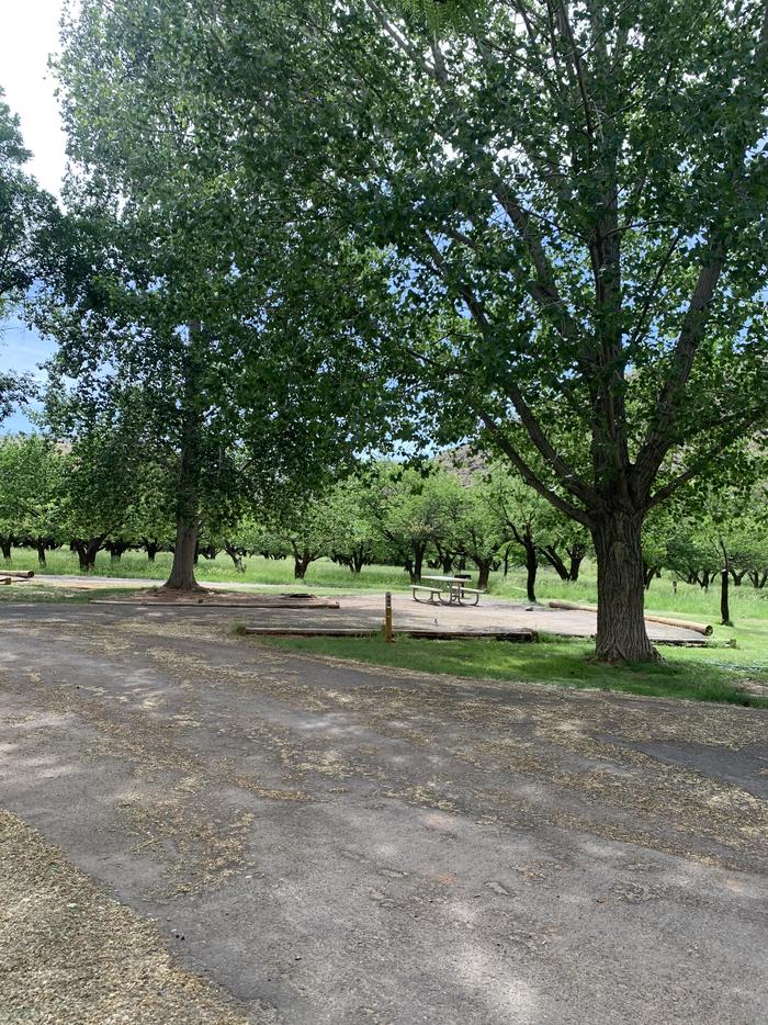 A paved driveway. Facing the end of the driveway, a picnic table and fire pit are off to the right side. A large tree is right next to the fire pit. Another large tree is off to the right of the driveway.  Many trees are in the background.Site 68, Loop C in summer.
Paved Dimensions: 18' x 44'
