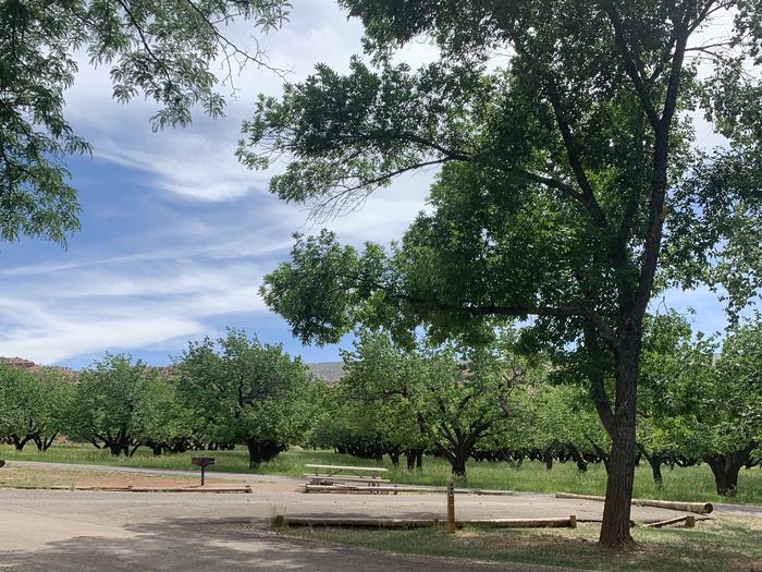A paved driveway. Facing the end of the driveway, a picnic table and grill are off on the left side. A tree is off on the right side. There are many trees in the background.Site 69, Loop C in summer.
Paved Dimensions: 27' x 42'
