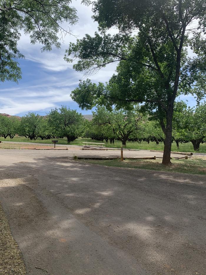 A paved driveway. Facing the end of the driveway, a picnic table and grill are off on the left side. A tree is off on the right side. There are many trees in the background.Site 69, Loop C in summer.
Paved Dimensions: 27' x 42'