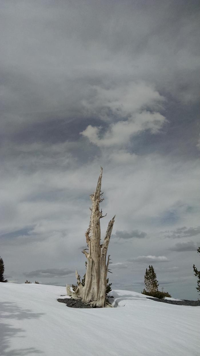 Dead bristlecone pine in the snow with overcast sky behind.Sentinel