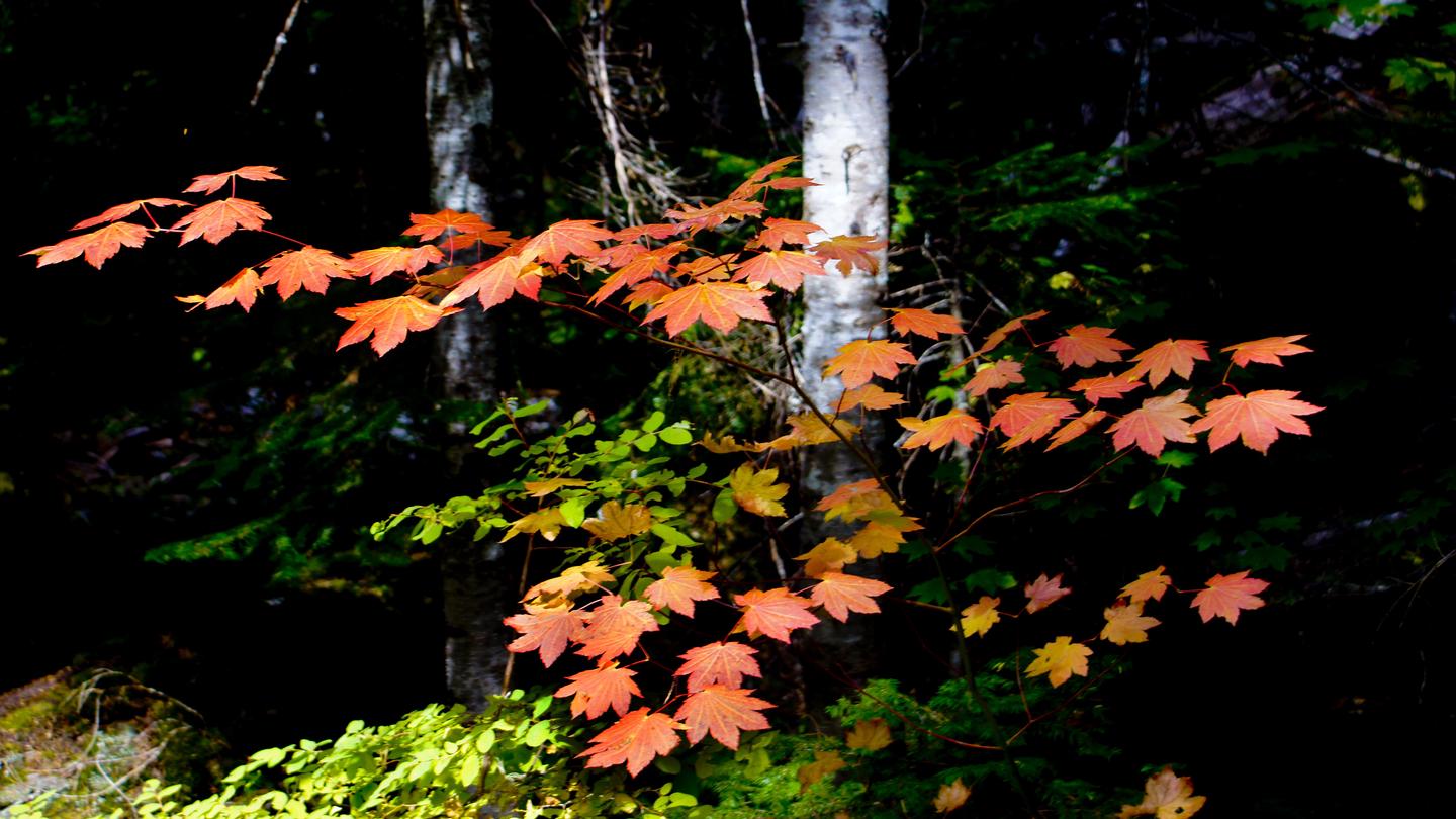 A vine maple with fall colors of red and orange. Vine maple in Willamette National Forest
