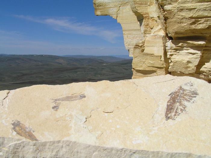 Fossils on the RidgeKnightia eocaena, the most abundant vertebrate fossil in the world, lies exposed near cliff face.