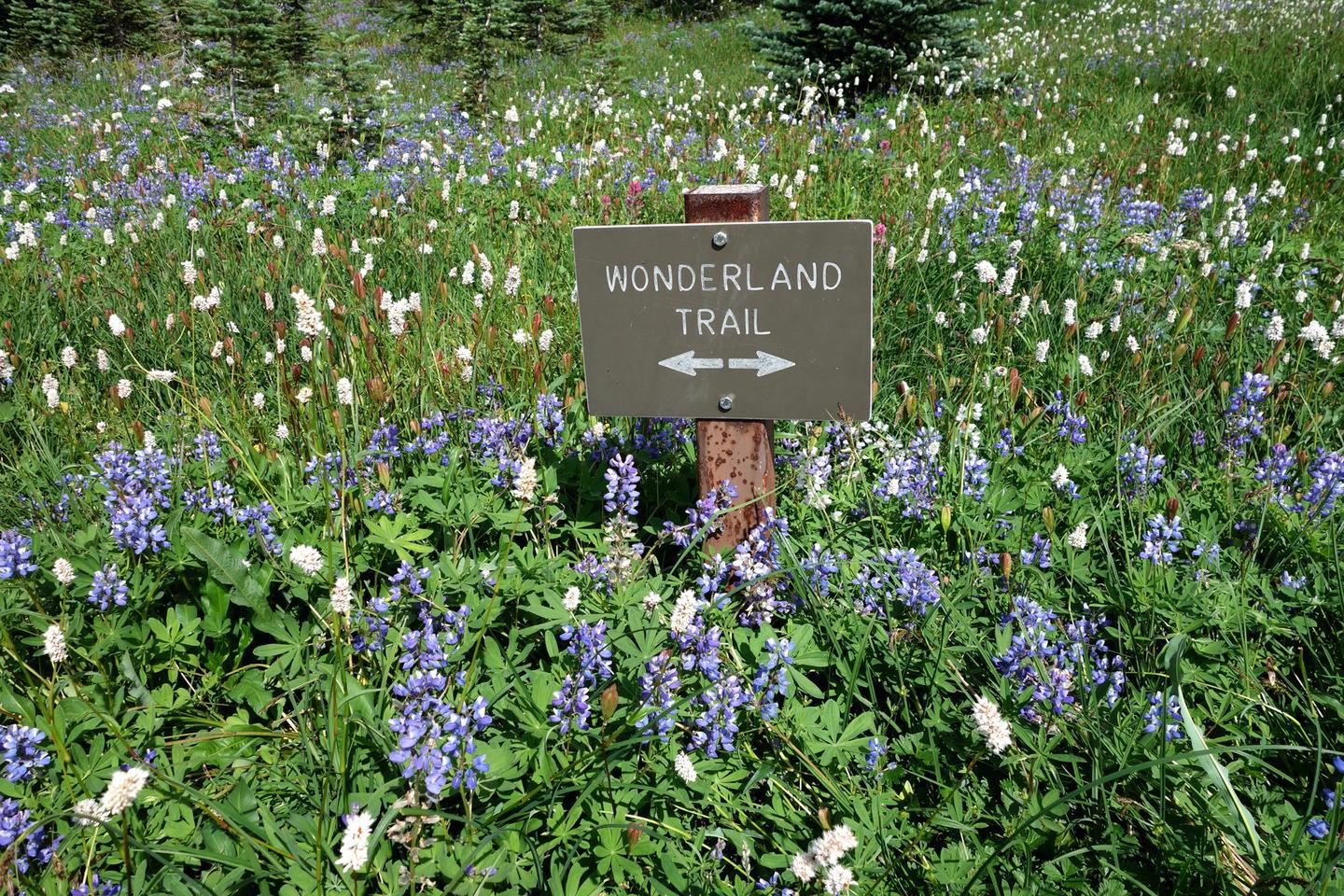 Wildflower Meadow Along the Wonderland TrailBoth the Wonderland Trail and subalpine meadows encircle Mount Rainier. Summertime blooms splatter the hillsides with color.