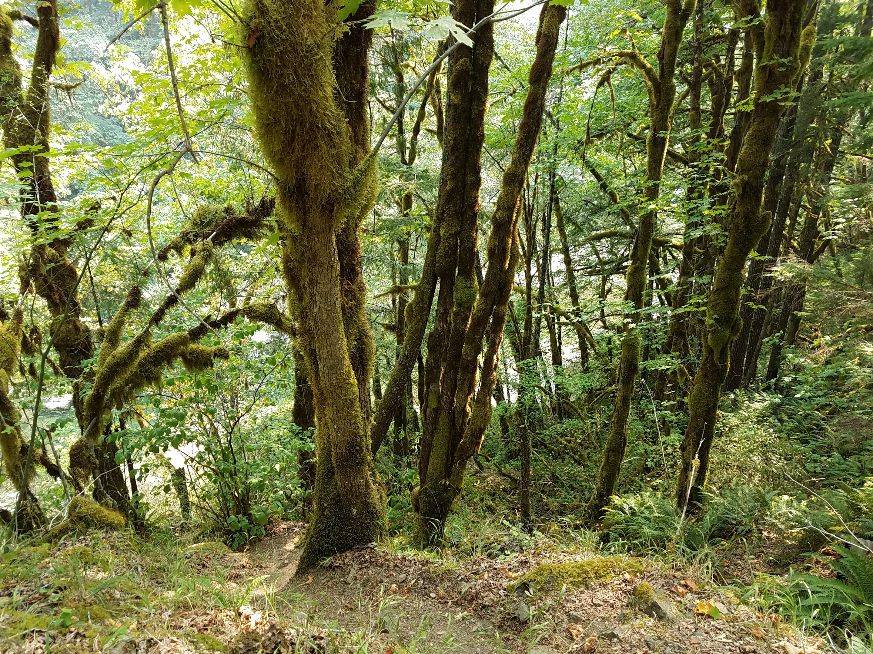 View of Quartzville Creek from Dogwood Picnic Area