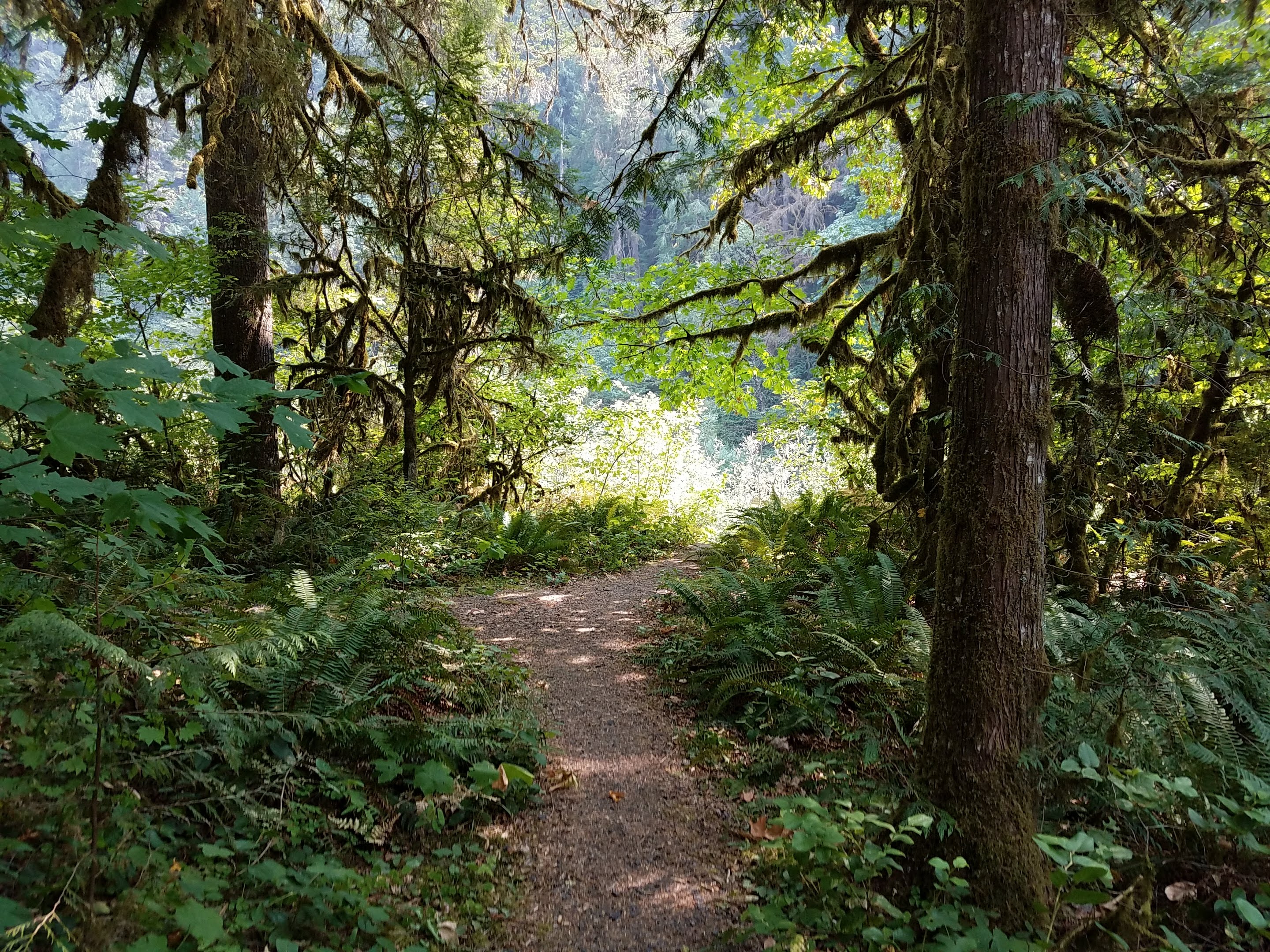 Site trail at Dogwood Picnic Area