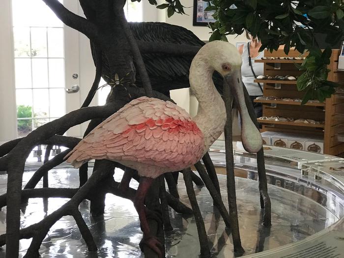 Roseate DisplayA roseate spoonbill is displayed at the visitor center.
