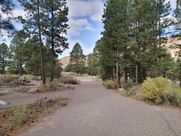 A walkway in a campground with pine trees, yellow flowering plants and blue skies.