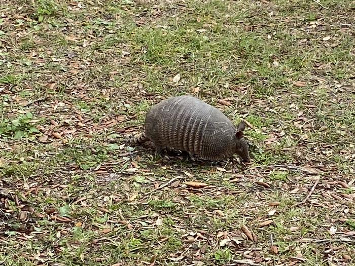 Armadillo Visiting Fort Pickens CampgroundJust one of the many indigenous species you might run across during your visit to Fort Pickens Campground