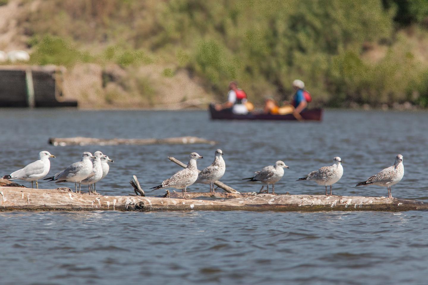 Canoeing Past Gulls