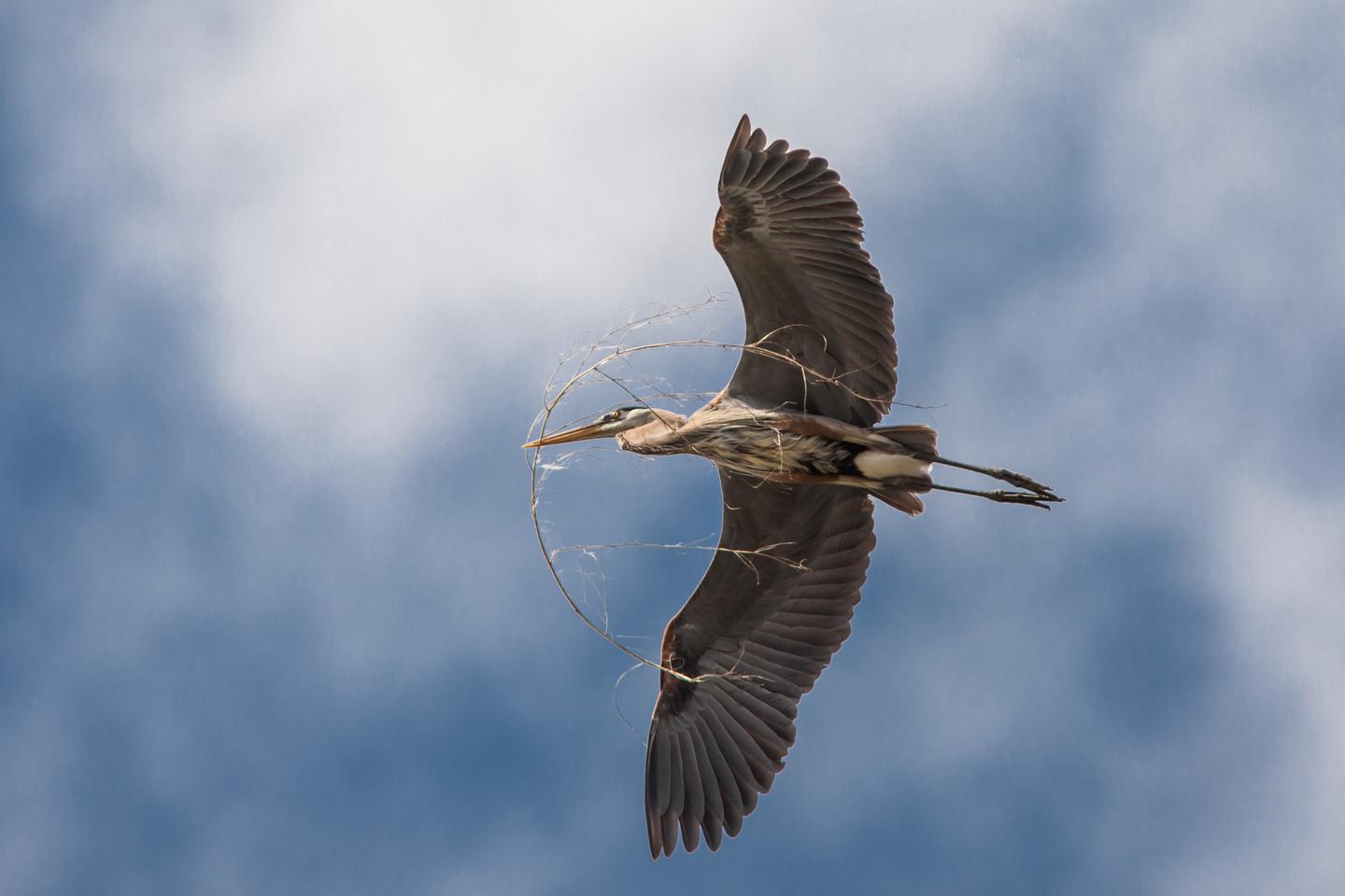 Building a NestBlue herons are a common sight on the Mississippi River and its backwaters.