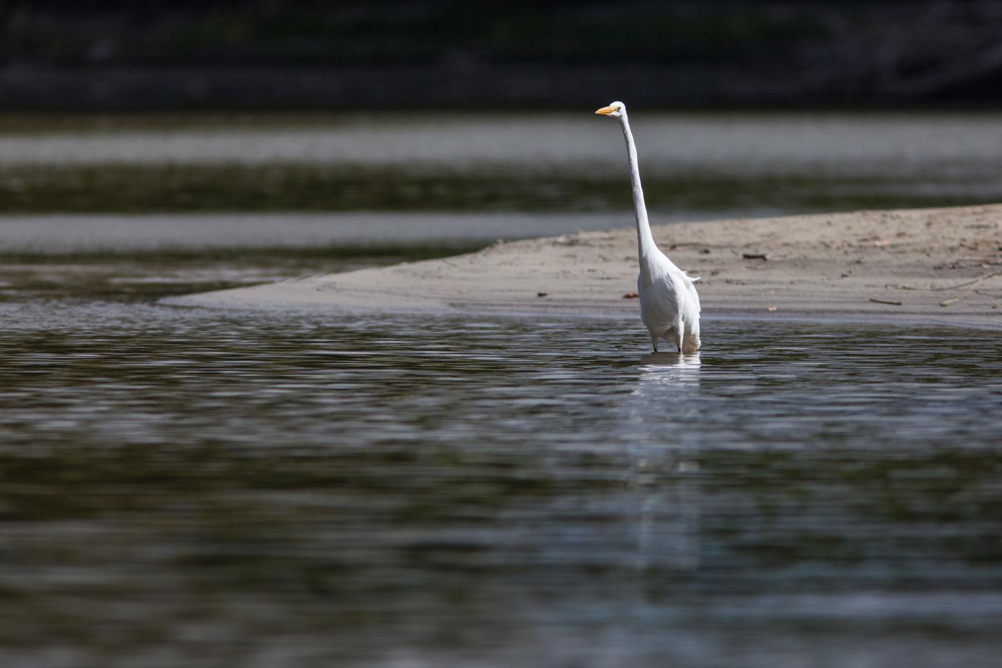 Great Egret Fishes the Mississippi River