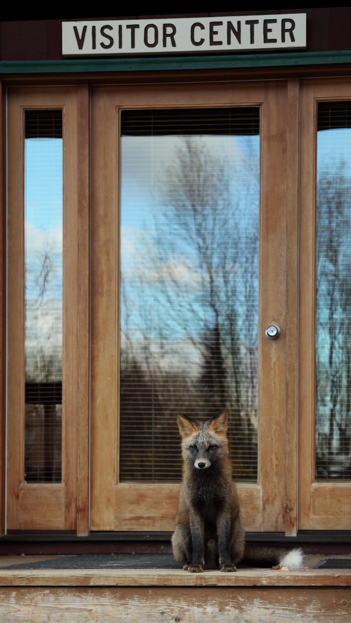 A Curious Visitor