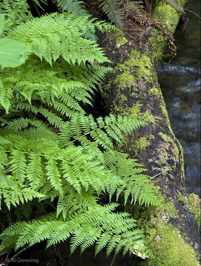 Lady FernAt least ten species of ferns grow in Muir Woods - fern seem to grow larger in redwood forests than other forests - possibly competing for attention from the redwoods?