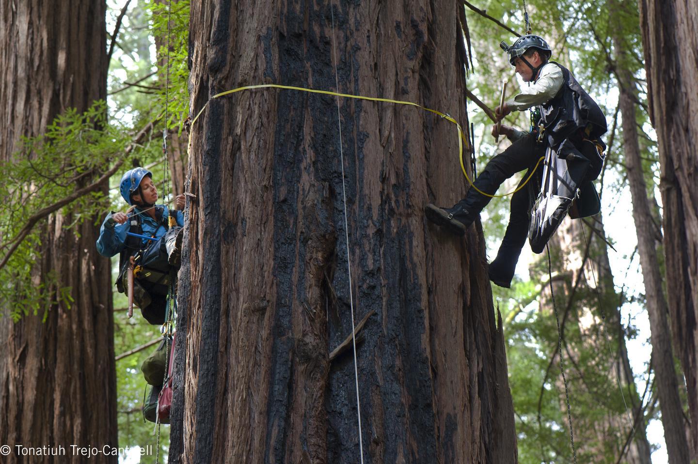Tree ClimbingScientists Marie Antoine and Steve Sillett climbing a redwood tree in Muir Woods for the 2014 BioBlitz.