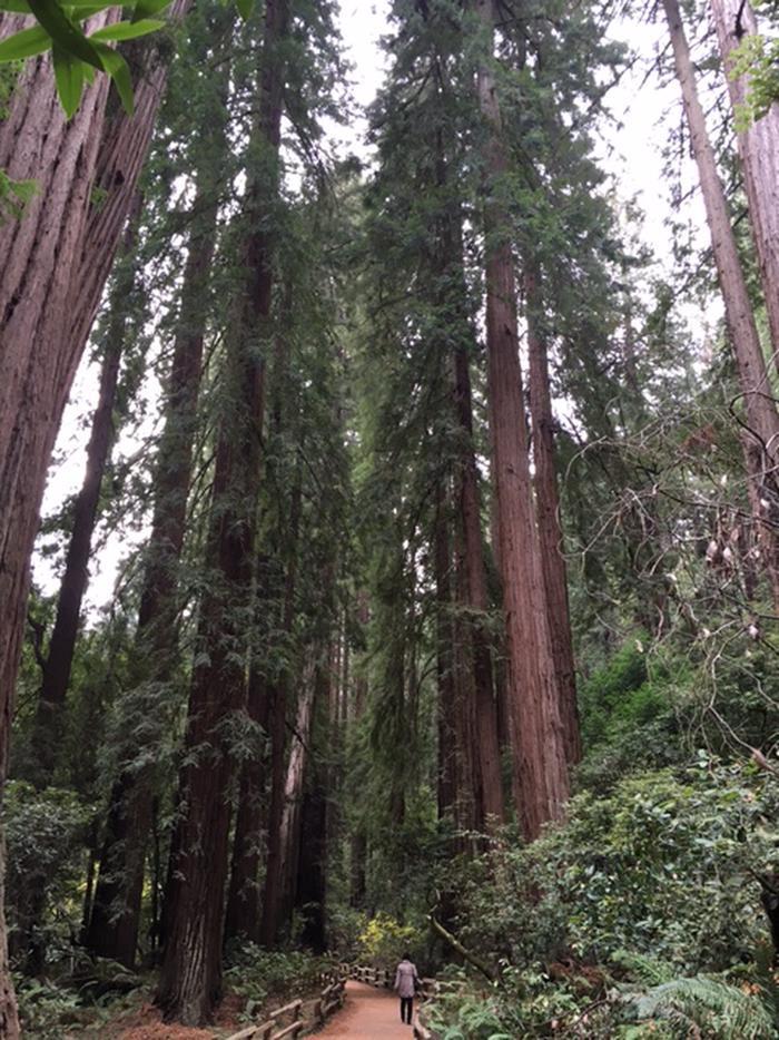 Redwood treesMeander along the main trail and consider your size compared to these giants.