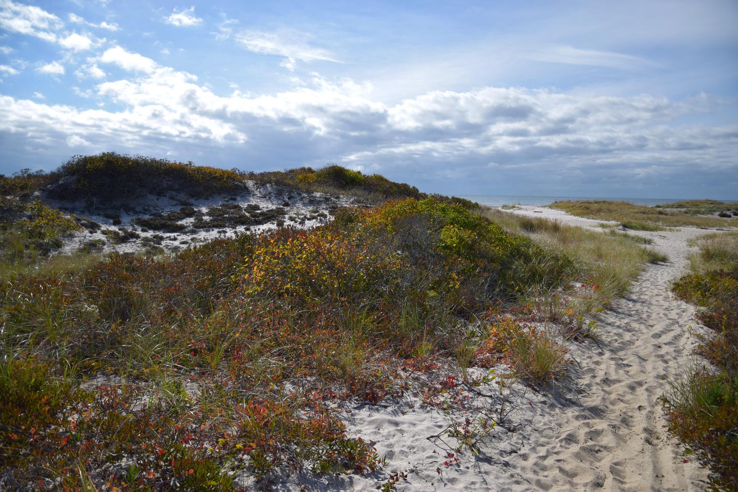 Fire Island WildernessUnparalleled opportunities for solitude and recreation can be found in New York State's only federally designated wilderness, the Otis Pike Fire Island High Dune Wilderness.