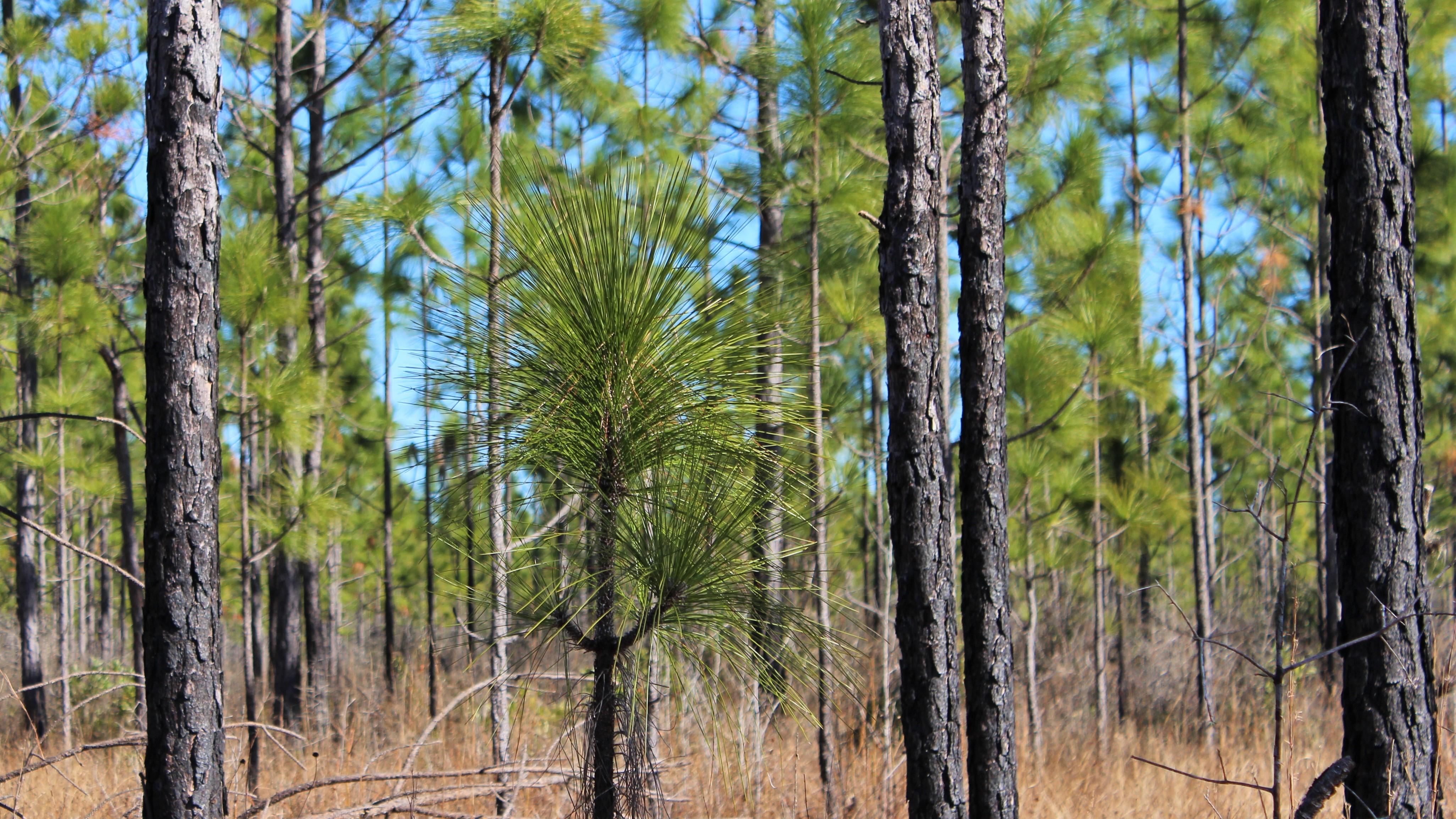 Longleaf Pines
