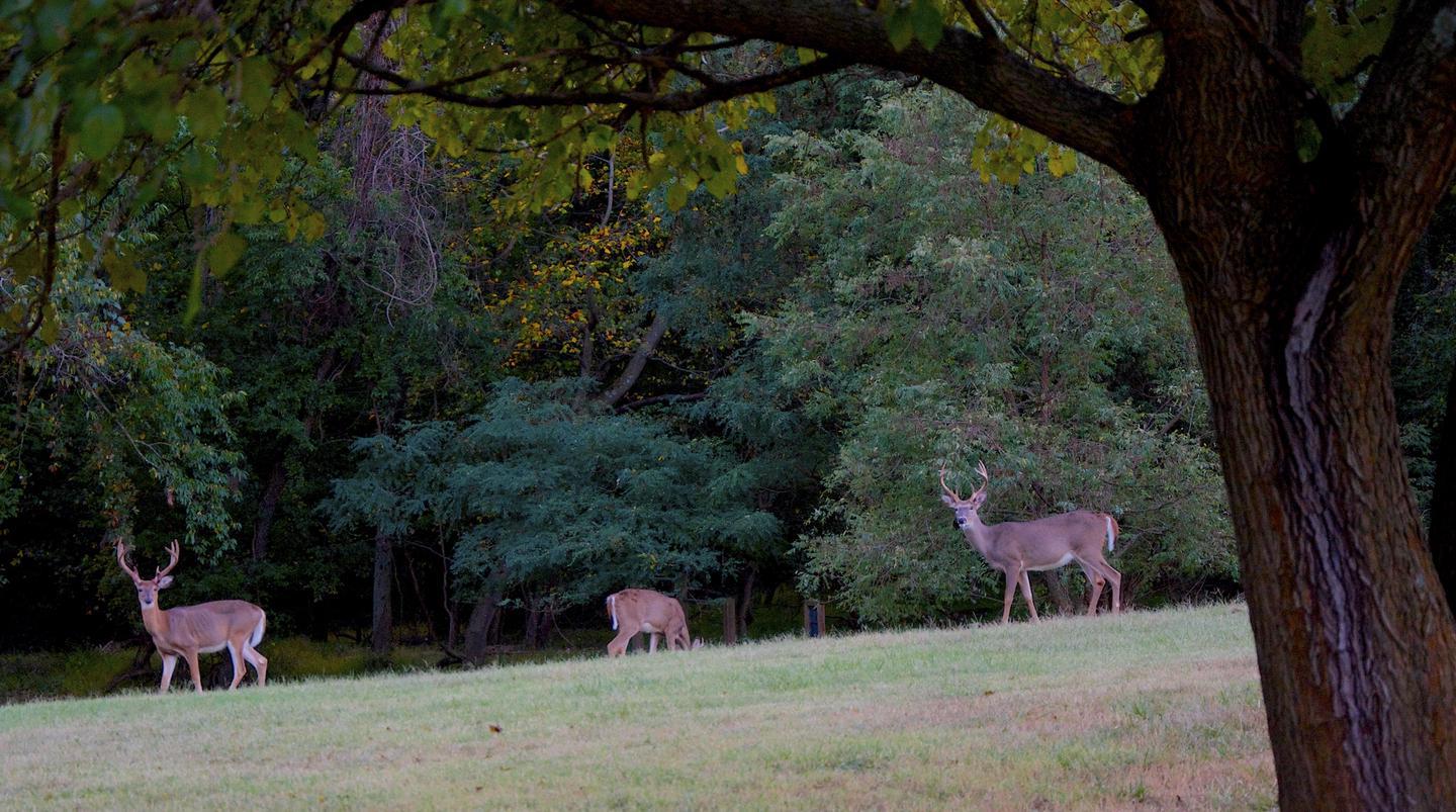Deer in Greenbelt ParkWhite tailed deer in Greenbelt Park