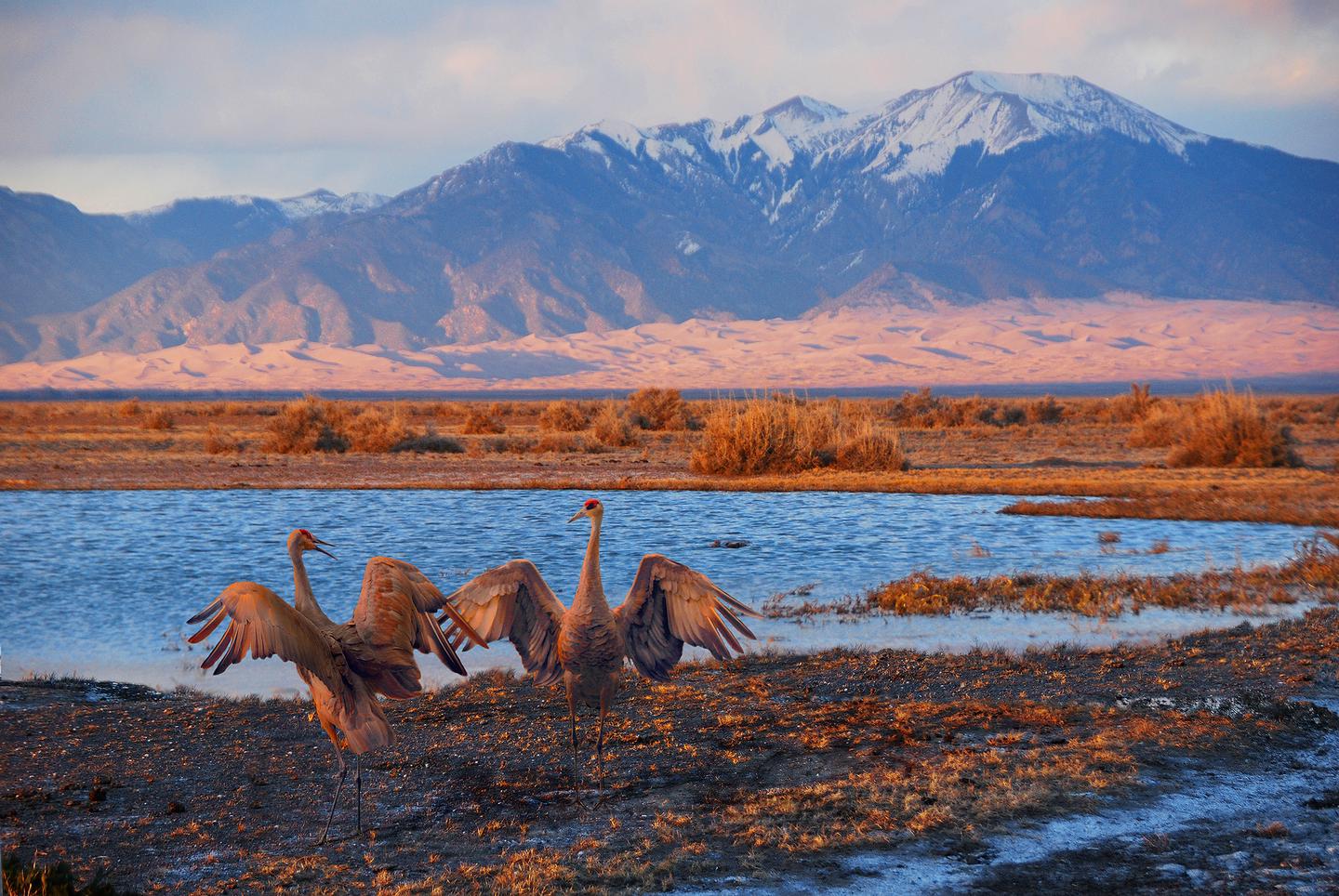 Sandhill Cranes Dancing, Dunes, and Mount HerardSandhill cranes spend part of the spring and fall in the San Luis Valley each year. Look for them in farm fields during daytime, then in wetlands from sunset to sunrise.  In spring, they dance to attract mates.