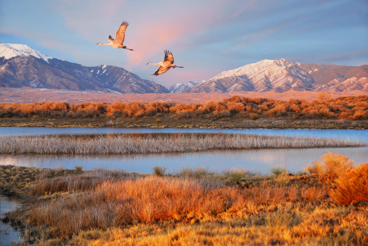 Sandhill Cranes Flying Over Wetland West of DunefieldSandhill cranes spend part of each spring and fall in the San Luis Valley.