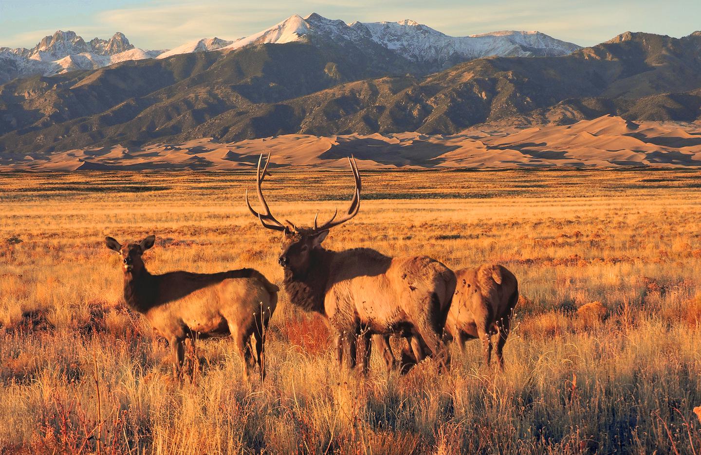 Elk, Grasslands, Dunes, and Sangre de Cristo MountainsElk are sometimes seen by visitors along the park entrance road or County Lane 6, primarily fall through spring.