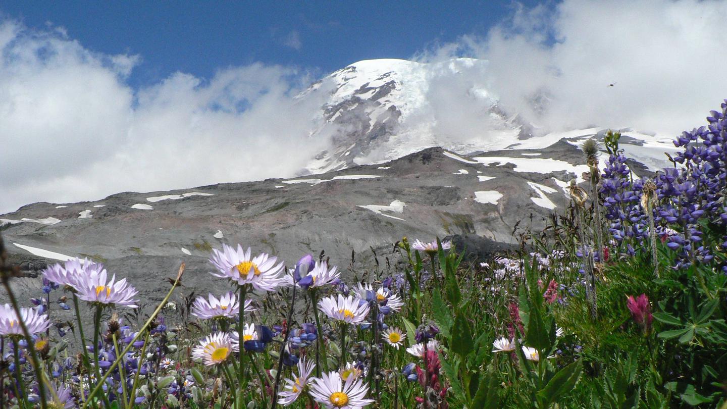 The glaciated summit of Mount Rainier peeks through a veil of clouds above colorful wildflowersMount Rainier National Park is renowned for its high alpine glaciers and abundant wildflowers