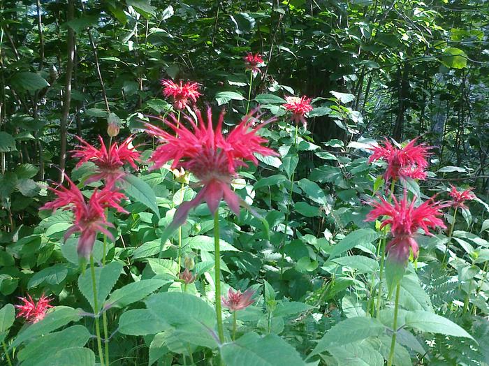 Flower bed of red bee balm behind the pavilion.