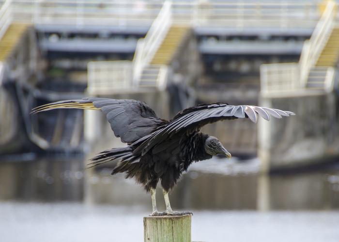 Black VultureBlack Vulture spreading his wings