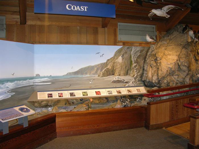 Bear Valley Visitor Center: Coastal ExhibitLearn about the marine organisms one might find along the shoreline.