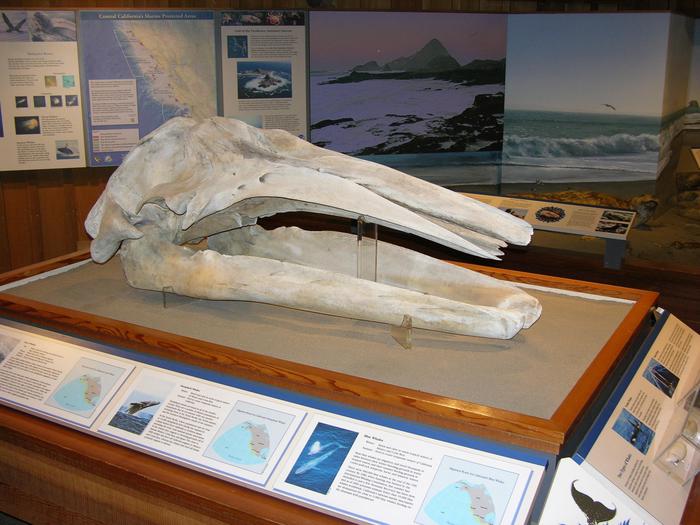Bear Valley Visitor Center: Gray Whale Skull ExhibitA gray whale skull serves as the centerpiece of the Oceans section of the Bear Valley Visitor Center.