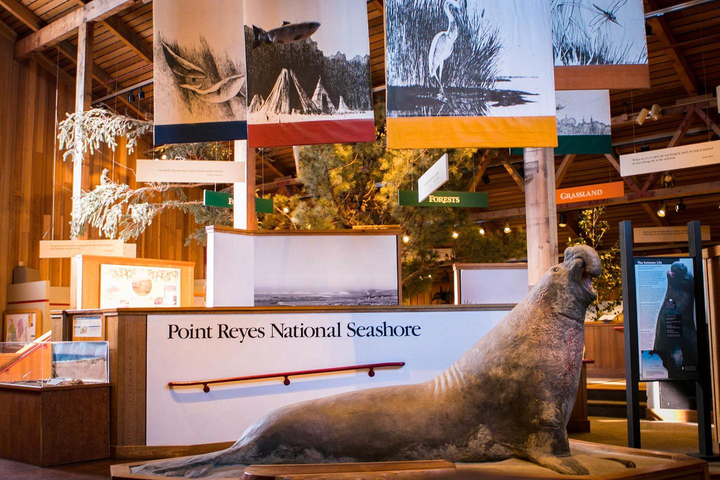 Bear Valley Visitor Center: Elephant Seal ModelOne of the first things visitors notice upon entering the Bear Valley Visitor Center is a full-size model of a bull elephant seal.