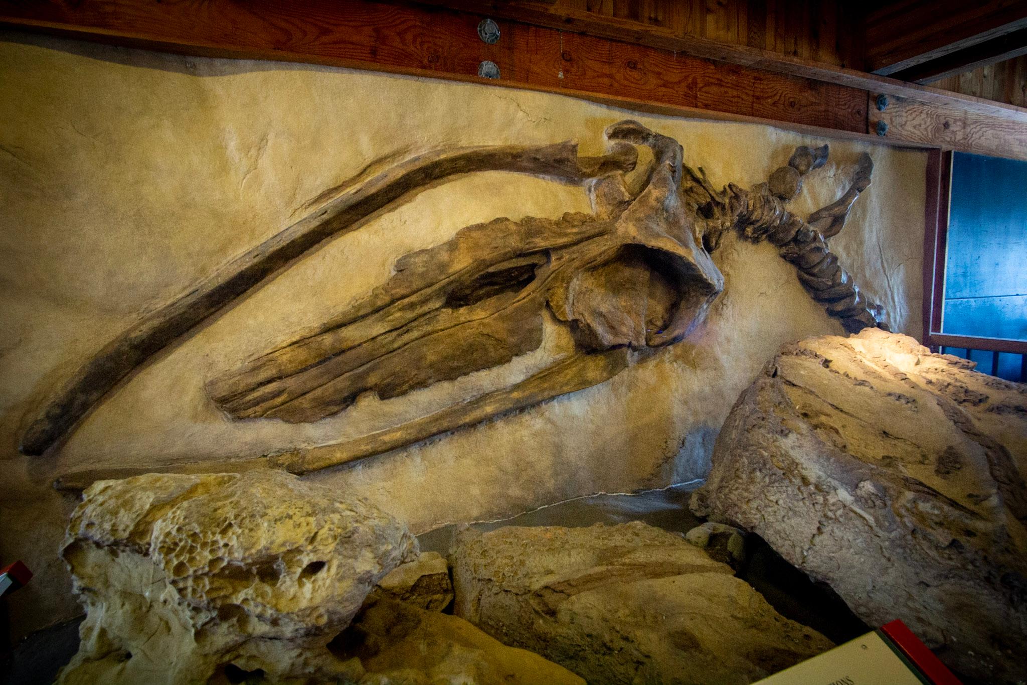 Kenneth C. Patrick Visitor Center: Fossil Exhibit