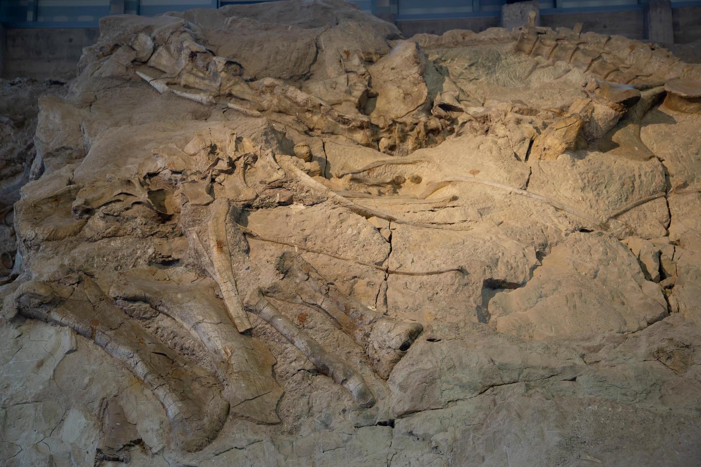 Camarasaurus Hump SpecimenFossils from a camarasaurus dinosaur display the well articulated specimens still found in the rock in the Quarry Exhibit Hall.