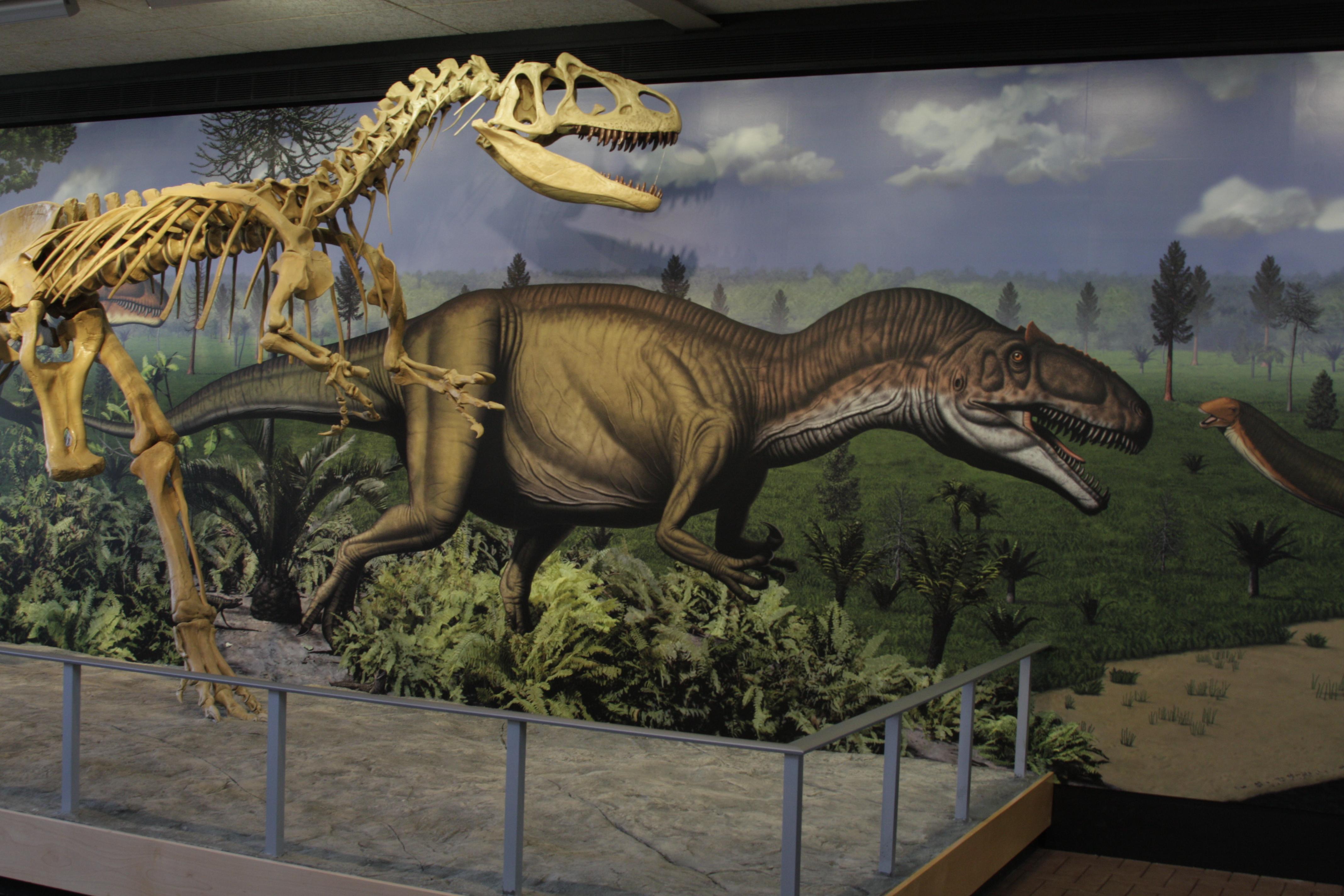 Allosaurus Exhibit