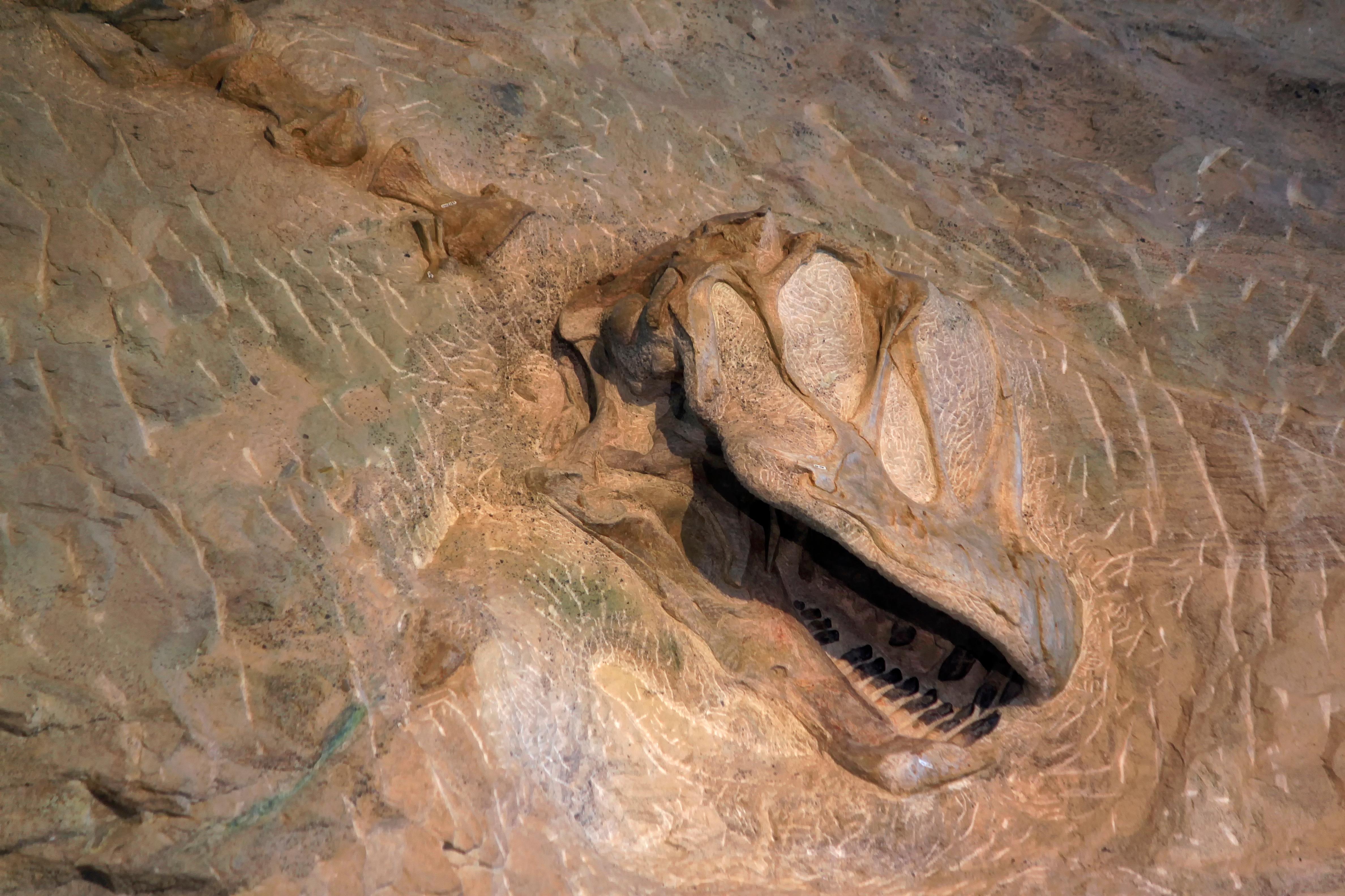 Camarasaurus Skull