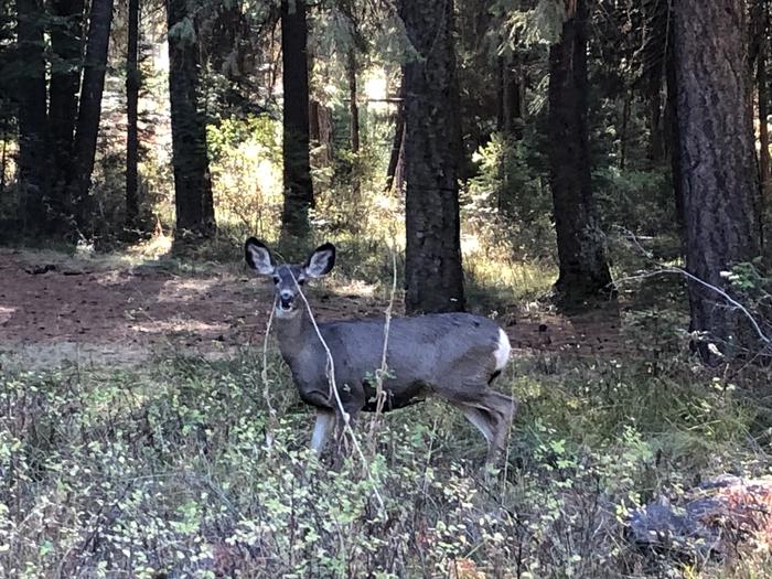 A doe in the campground under conifer treesCamping buddies!