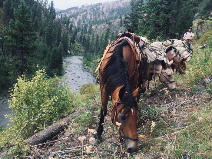 Horses carrying loaded packs on the NFJD River TrailEnjoy the stock amenities available at the North Fork John Day campground!