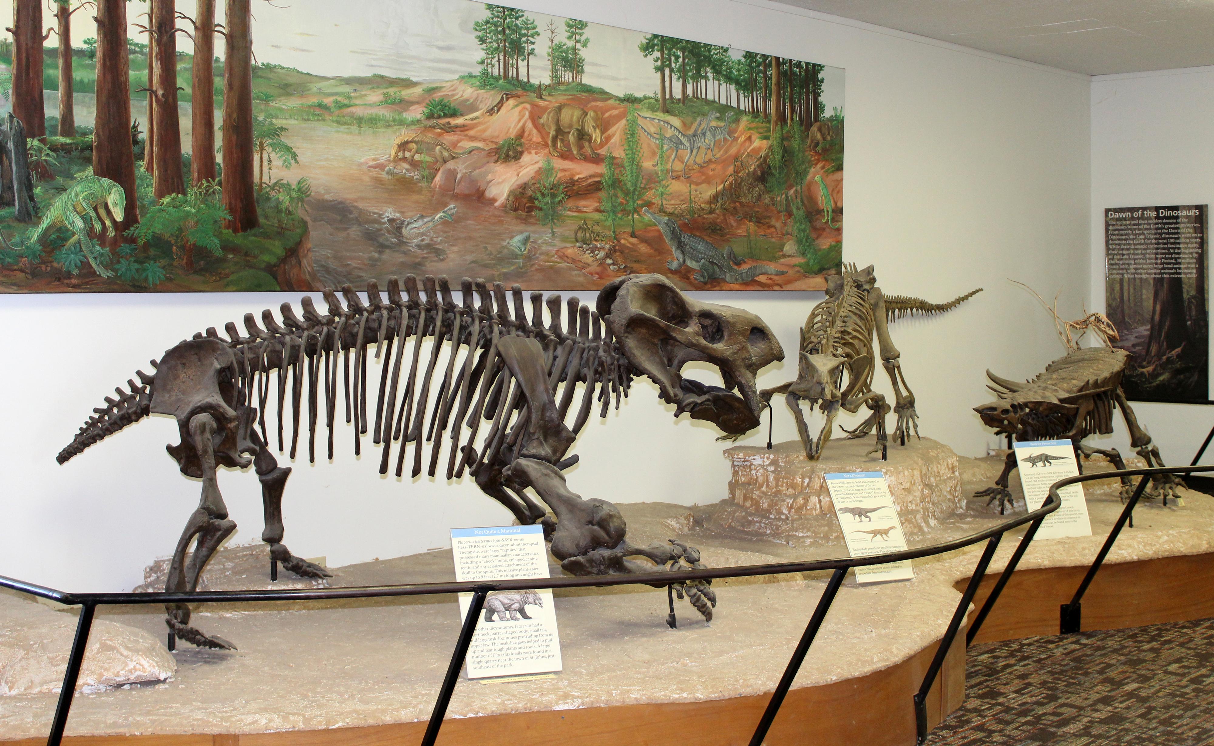 Fossil animal exhibit at Rainbow Forest Museum
