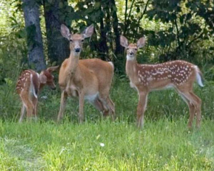 Park has a variety of wildlifeDoe with two fawns