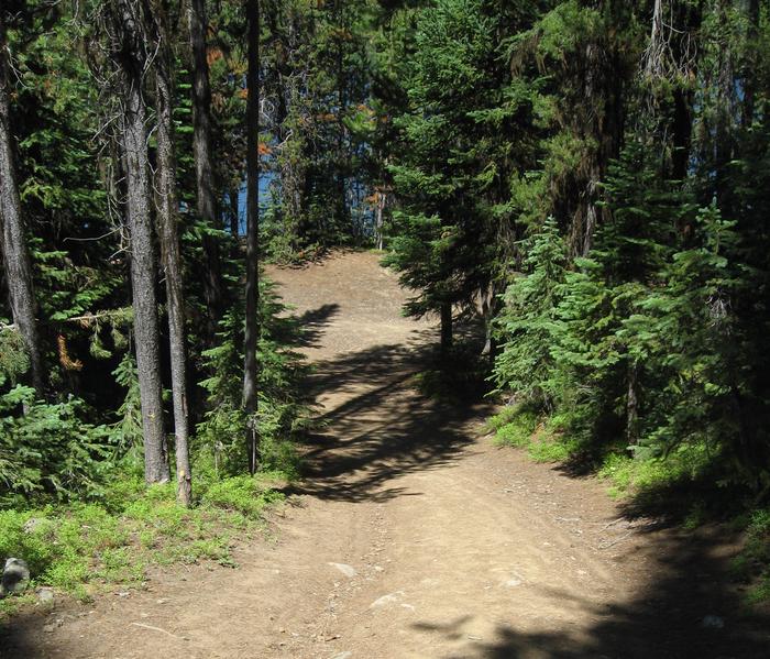 Dirt trail among treesOlive Lake Loop Trail